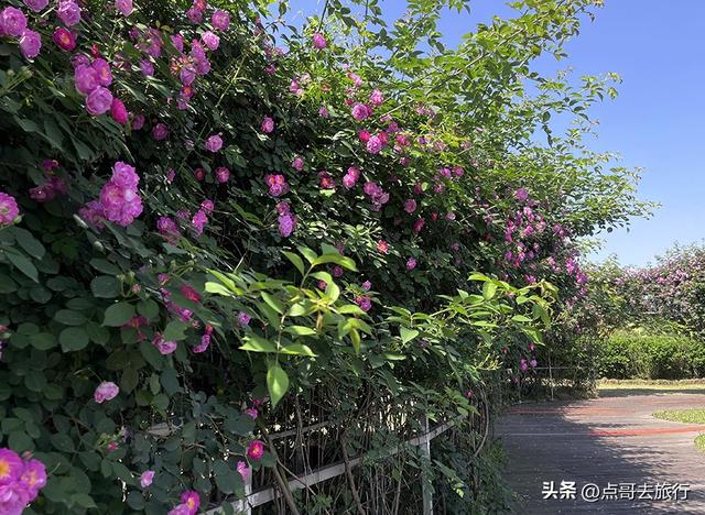 成都蔷薇花开爆了，免费才是最美，花墙瀑布很惊艳，太适合拍照！