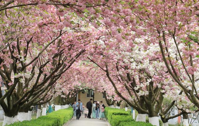 徽县：樱花节会醉游人