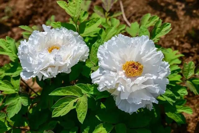 护航牡丹文化节丨黑的白的红的黄的紫的绿的蓝的