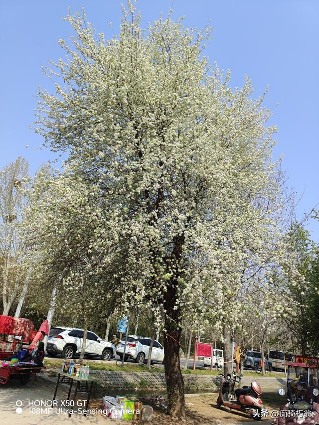 最美最妩媚，人间四月天