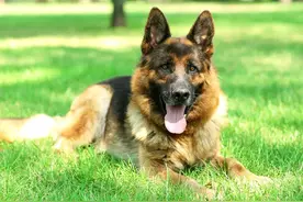 哪年，打狗队进村打狗抓狗，我家狗藏大缸里一天一夜，一声未吭！图片