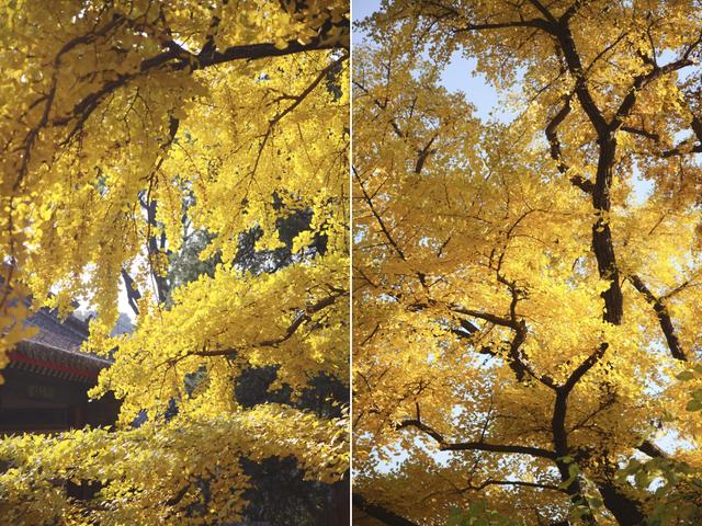 人间满目皆清欢，唯有银杏不负	，秋金灿灿的银杏叶，金灿灿的海洋
