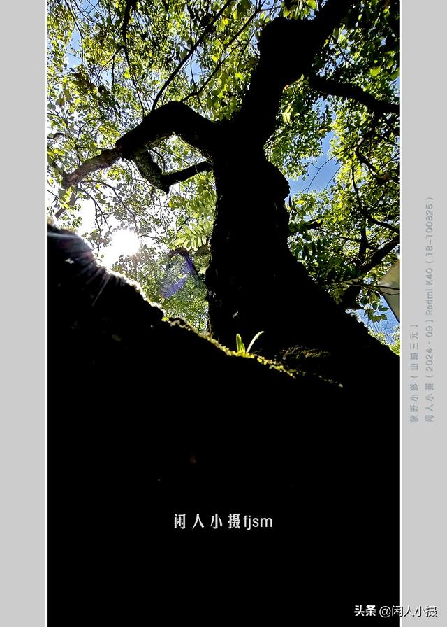 聊手机摄影（85）手机摄影用光入门须掌握，极具表现力的逆光摄影