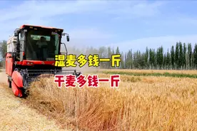 新麦陆续开镰收割，多地价格已出，湿麦多钱一斤？干麦多钱一斤？图片