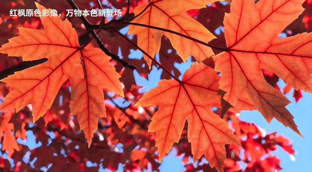 红枫影像：始于光学，抵达心学