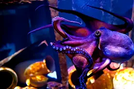 章鱼智商到底有多高，为何有人认为它不是地球生物？图片