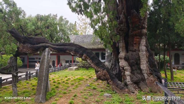 嵩阳书院的古柏