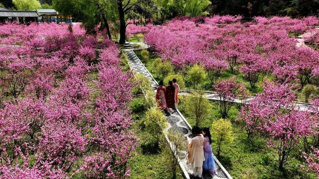 两当：一城繁花绘春色