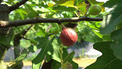 秋天的第一口甜，何必远方？临夏市大庄村的“养颜果”甜到心坎里～