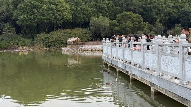 南宁花卉公园里有人“养鸭”？赏花听到湖里有鸭叫声，咋回事？