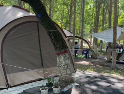 定了！免费！4月30日，大庆城市森林露营开营，200+营位需领露营“入场券”→