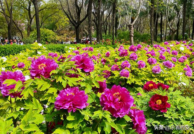 陕西西安：牡丹盛放春意浓 牡丹苑迎来最佳观赏期