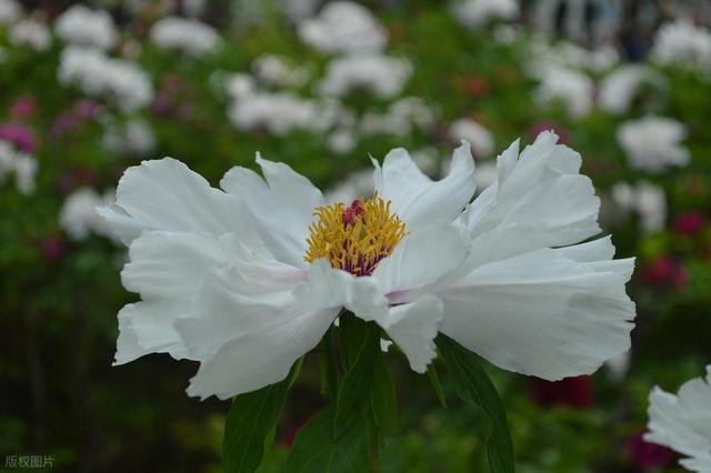 牡丹花海醉游人