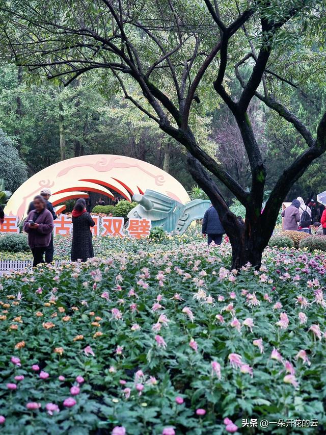 70年的老约定，成都人从未失约！成都人的秋天仪式正在进行！