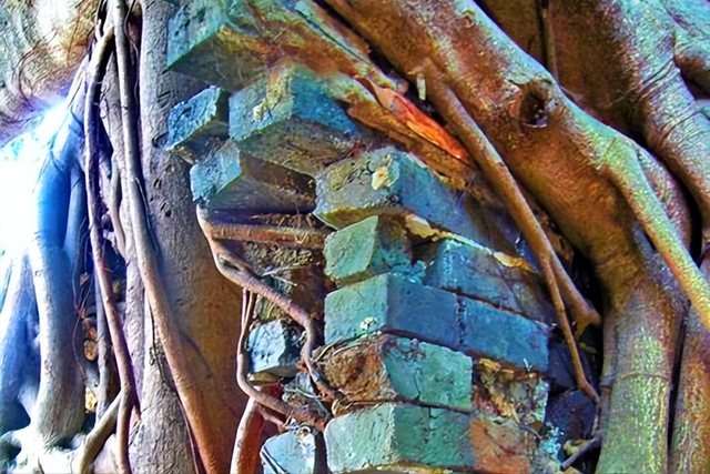 百年石墙，一树共生，香港石墙树与城市的百年对话