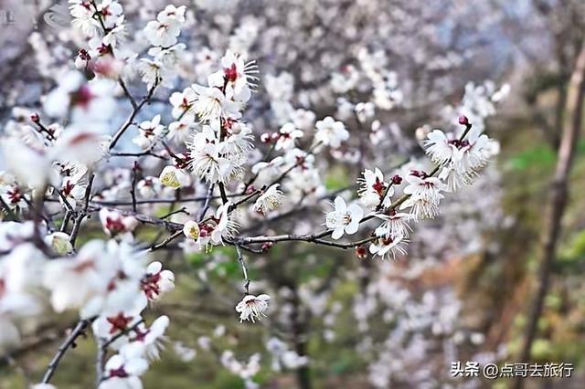 成都惊现6000亩梅林，花开成海超级壮观，免费，不要门票！