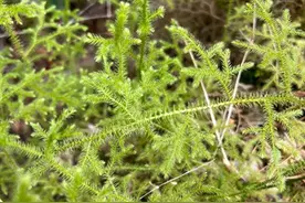 每日认识一味药之伸筋草图片
