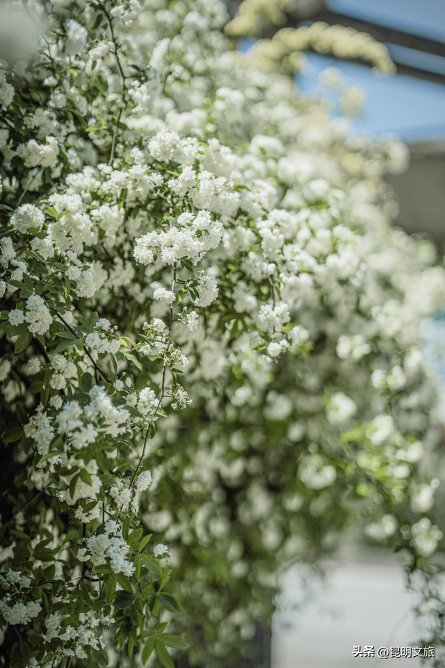 盘龙绝美出片地曝光！网友：被美迷糊了