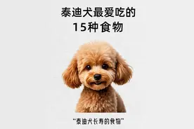 泰迪最爱的15种食物图片