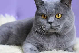 后续!人性扭曲？虐猫男底裤被扒：以往言论触目惊心，越闹越大图片