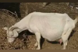 母羊临产判断及接产方法图片