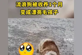 流浪狗被收养1个月变成漂亮毛孩子图片