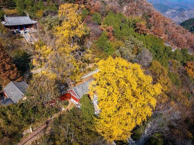 初冬玉泉寺金叶飘飘