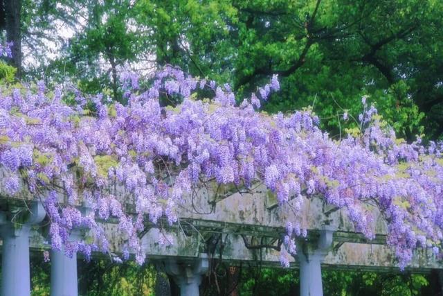 杭州春日“绝绝紫”瀑布已上线！