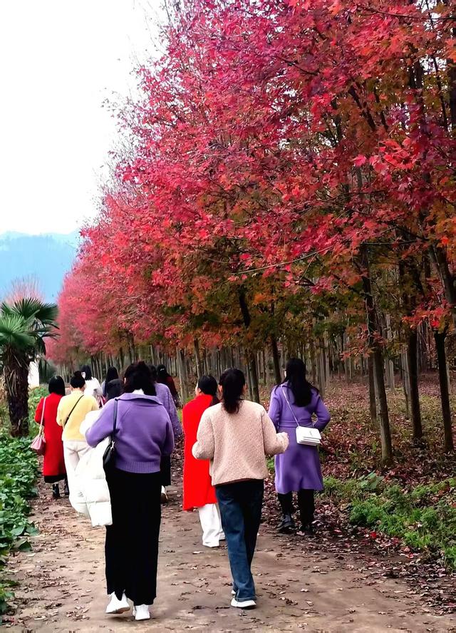 商南县：丹枫吐艳 岁月流馨