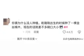 为啥没人种植金丝楠木？网友回复13年前种的比种的时候还小点图片