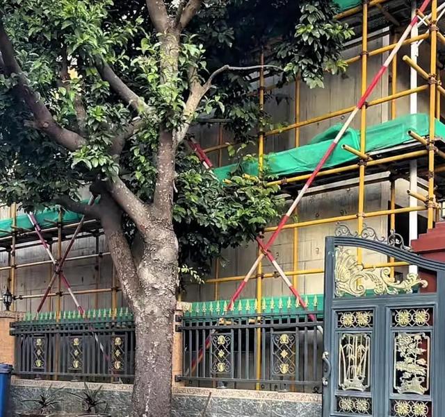 全红婵家修房被大树挡路？邻居真实态度曝光，全网都欠她一个道歉
