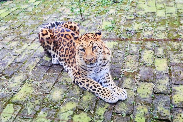 宿州野生动物园，从丛林之王到水上舞者，假日亲子研学游的好去处