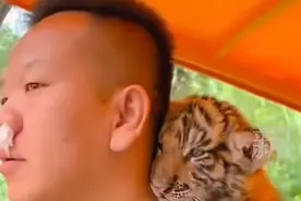 园长带小老虎巡园，因小老虎母性不强！我却笑死在评论区图片