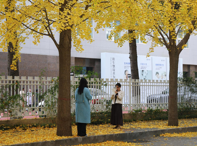 满城尽带“黄金甲”来高新区邂逅“银杏的幸福时光”
