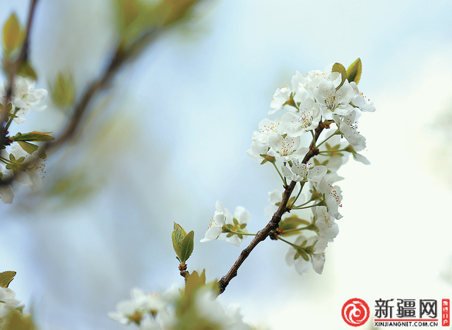乌鲁木齐：四月春意浓 花开正当时