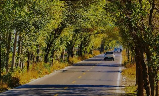 奇妙！这里开车是在树洞中穿行