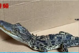 什么原因，让一只活体鳄鱼出现在了不该出现的地方？图片