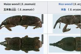 密封包装的大米为什么会生虫？大米出现2种情况，千万别再吃图片