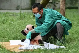 “中国好人”候选人 重庆建议人选 | 从杂工到馆长 他用32年成为“熊猫奶爸”图片