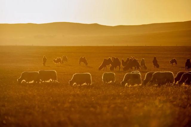 来白音锡勒和牦牛贴贴～