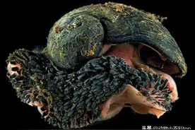 世界十大软体动物之最图片