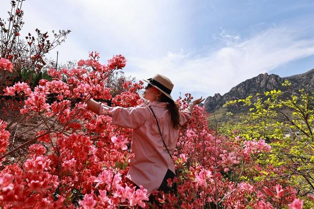 满山遍野的映山红