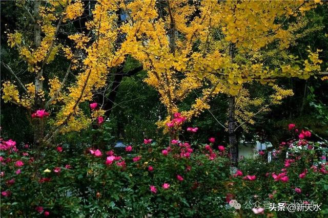 天水弘文园秋景美翻了，快去打卡！