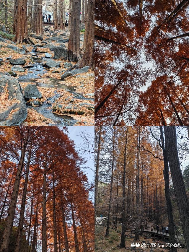 北京：焦糖色的秋日正当时，还有美味素食+直达专列，走啦！