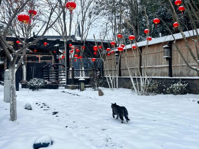 大寒雪落，我们陪你“慢下来”
