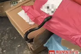 吓人！广西一快递网点的包裹里钻出一条蛇！快递公司回应图片