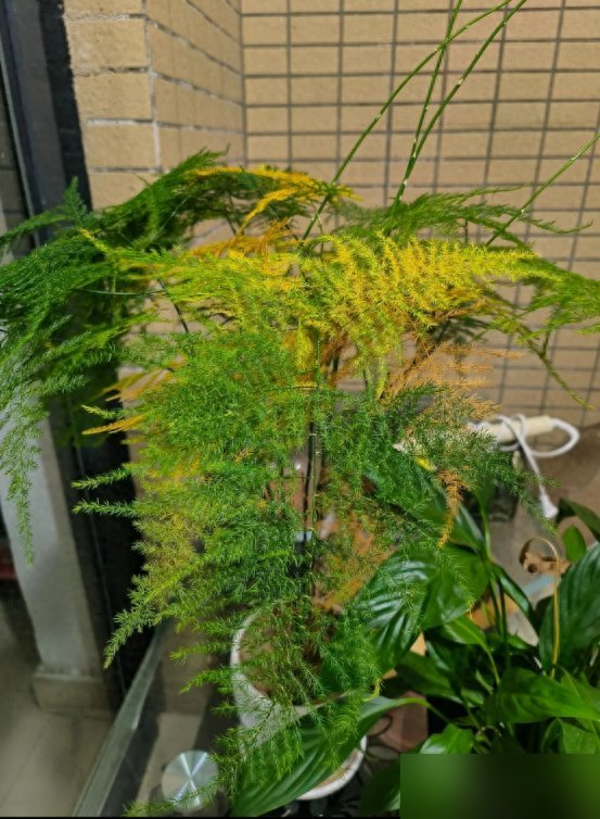 “阴花不能进阳宅”，家里若有这5种花,请赶紧"搬出去"！
