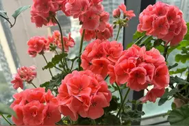 这花比黄金还“金贵”，花期长达200天，比太阳花好养，有土就活图片