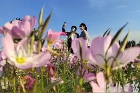 石家庄：湿地美 游人醉图片