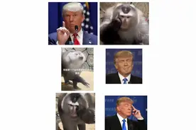 一只猴子惹的“祸”！冲上热搜！火到国外！评论区辣评沦陷！图片